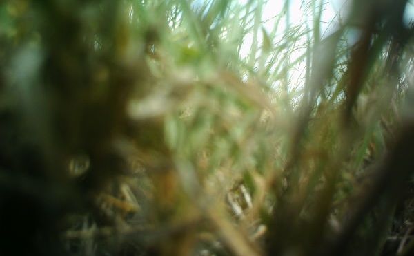 Snapshot Serengeti, aider à identifier les animaux de la savane